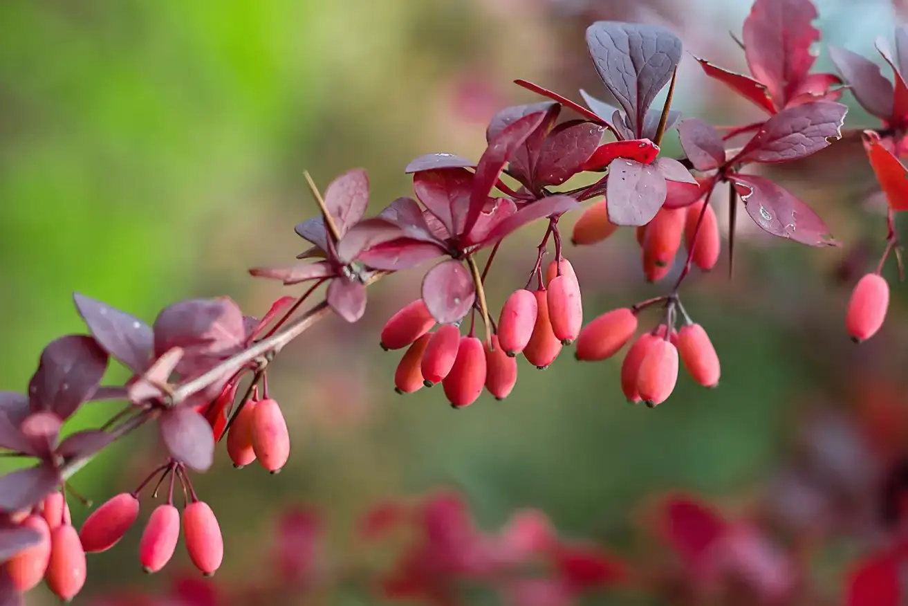 Berberis Aristata (Indian Barberry) Stem Extract