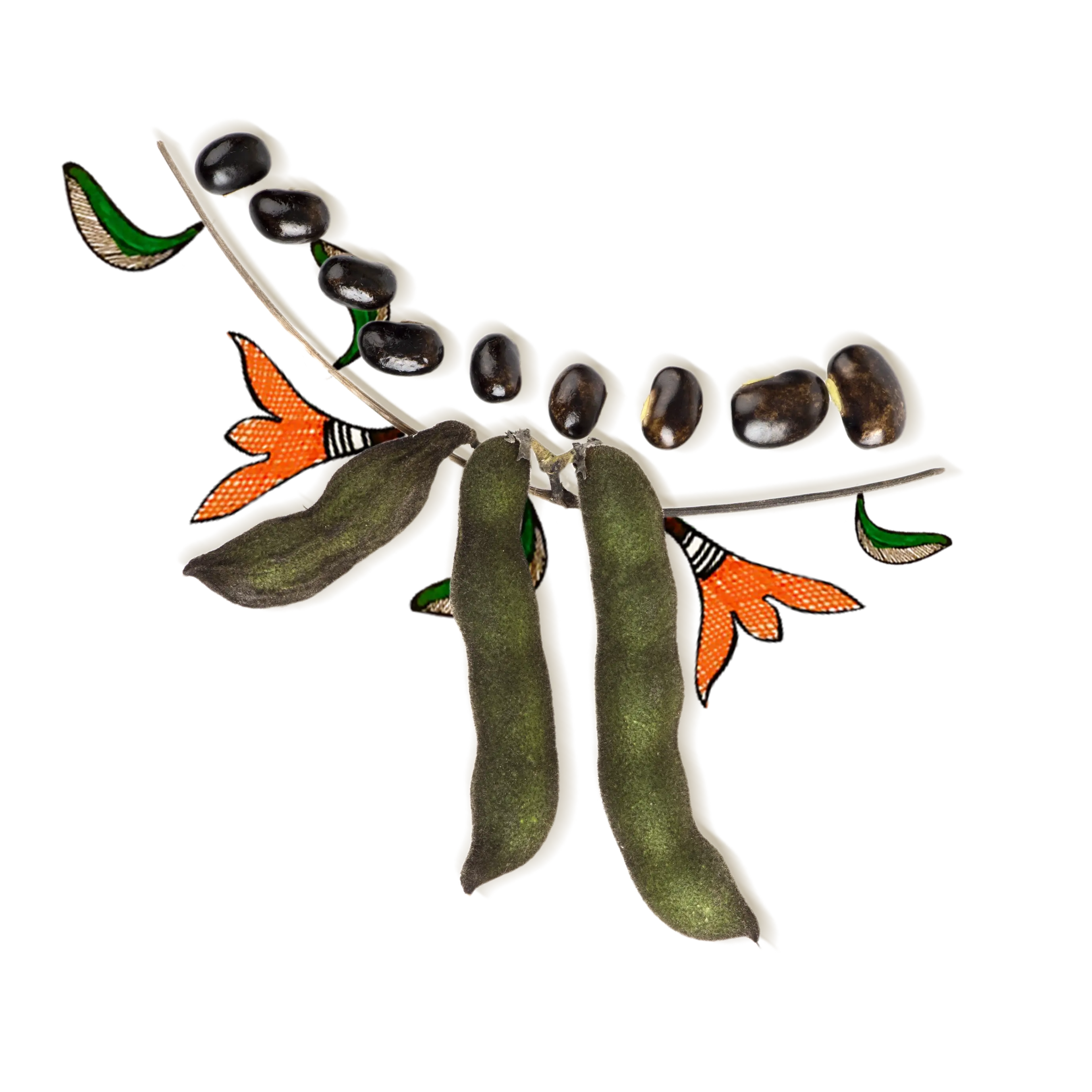 Few velvet beans surrounded by floral artworks