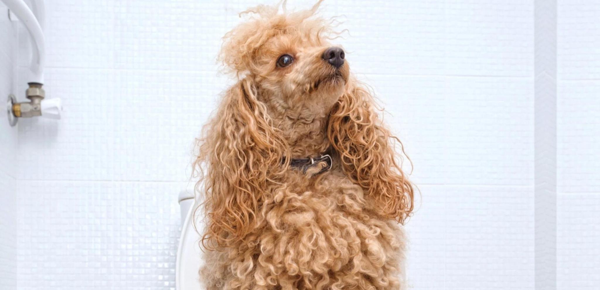 Is your older dog peeing in the house? Here's why and how to handle it