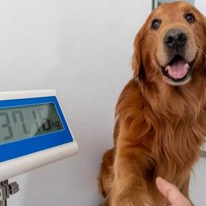 How to Teach a Dog to Shake a Paw