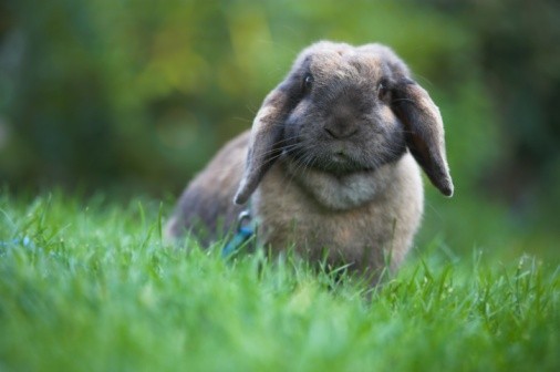 rabbit in the summertime