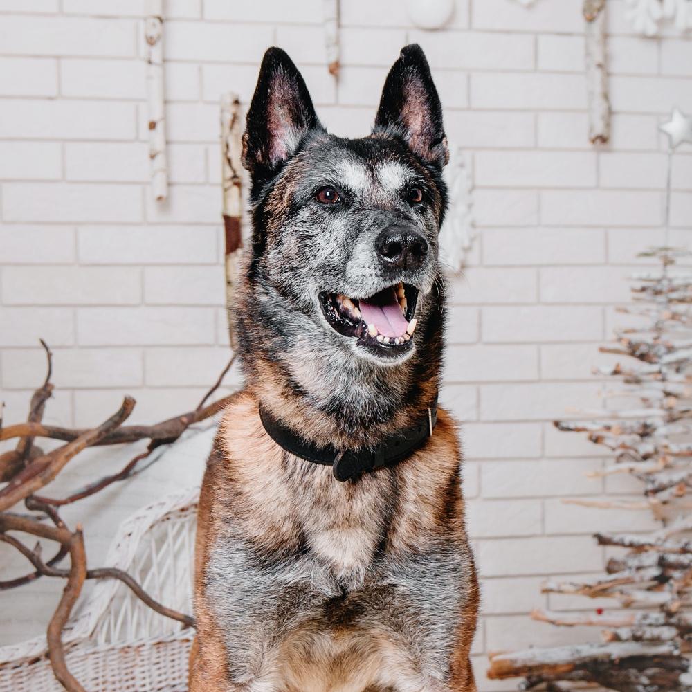Dog near the Christmas tree.