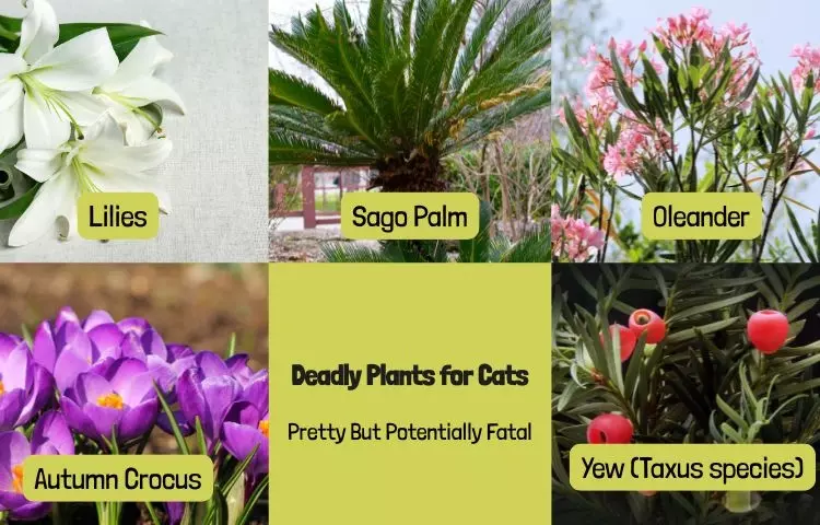 what plants are deadly to cats