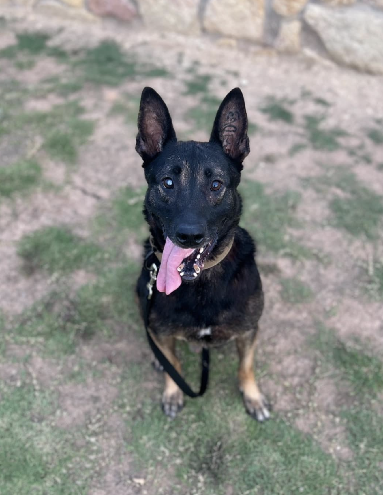mwd blues