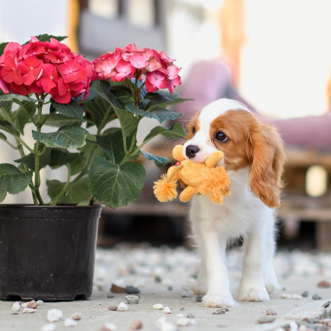 dog puppy cavalier king charles spaniel with toy in mouth it is beside a pot of flower