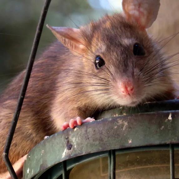 Rats
