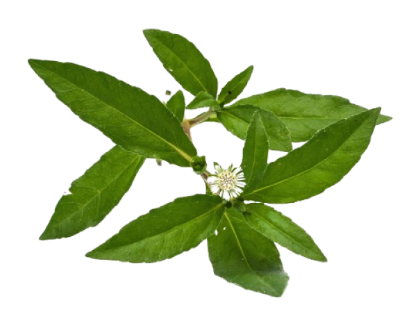 Bhringraj2 - ingredient