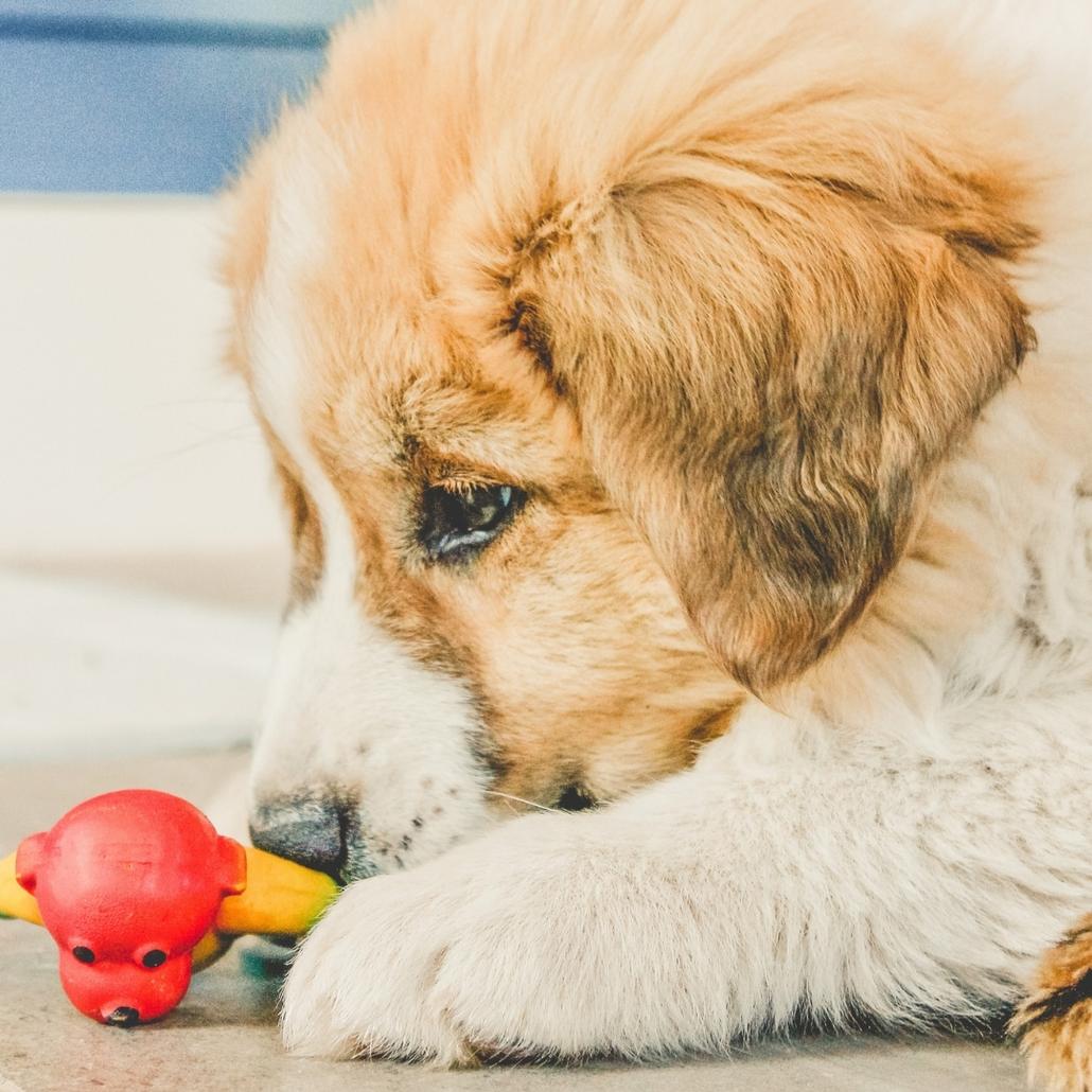 Close up of puppy playing a toy