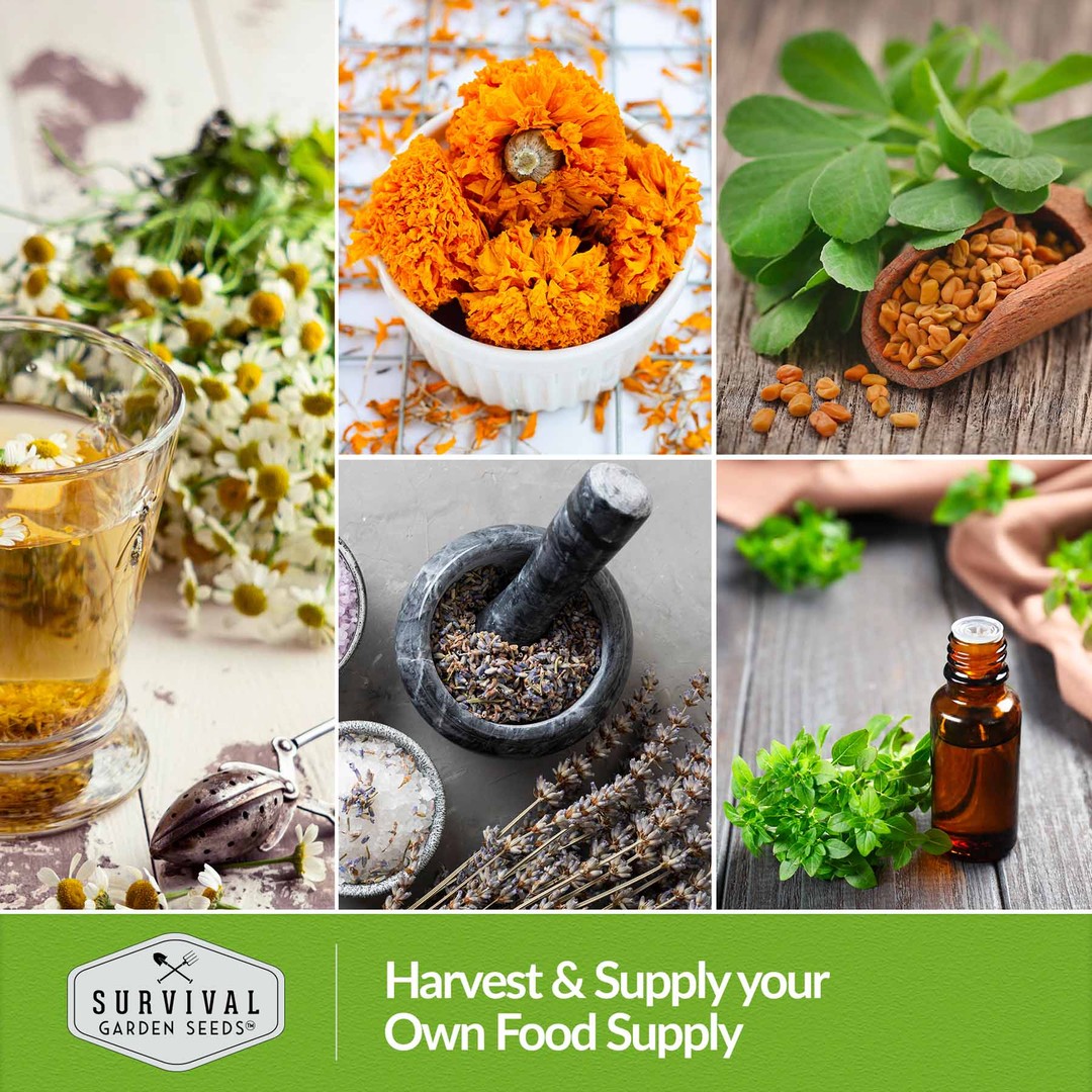 Harvest and store your own medicinal herbs
