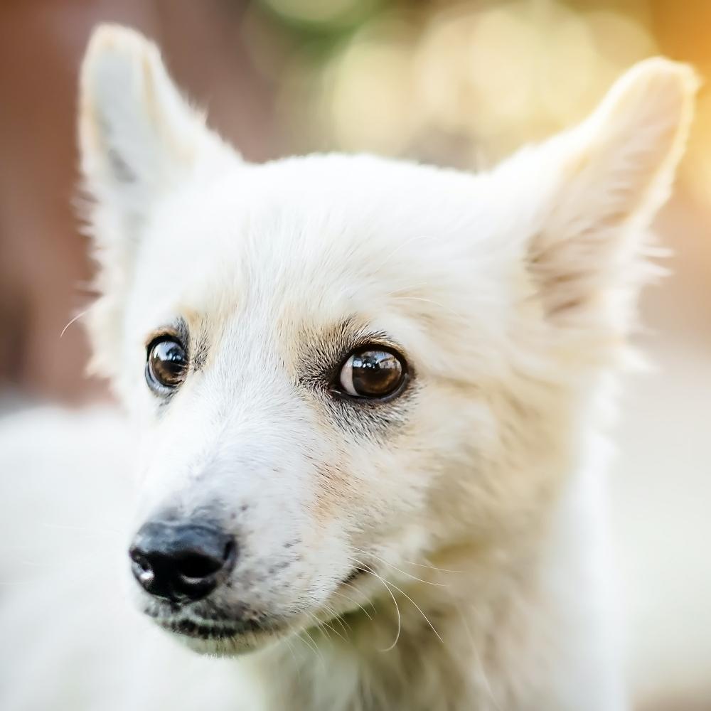 Cute little white puppy