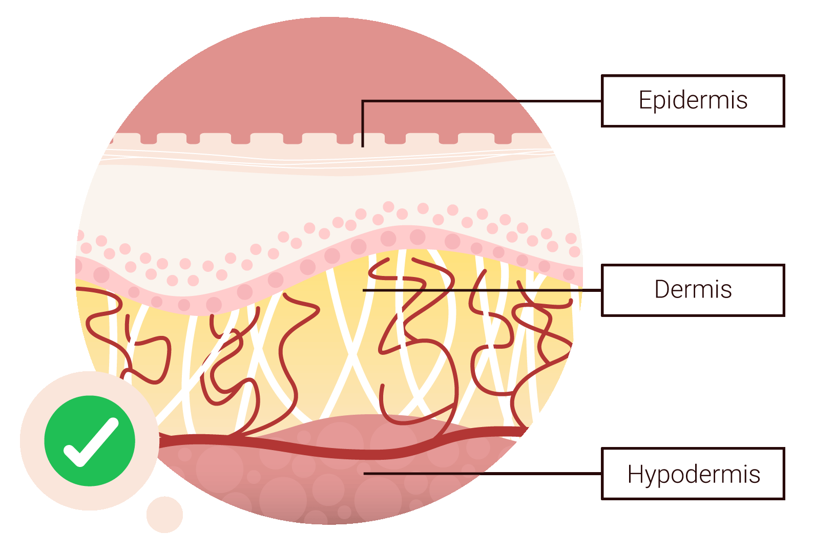 3 layers of skin