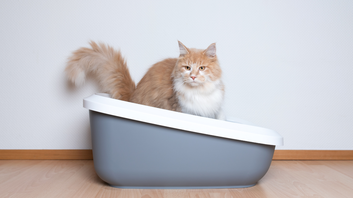 How to get cat to clearance use litter box with door