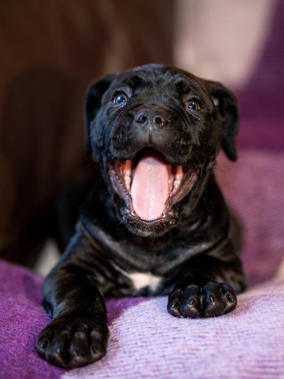 Cute little black Cane Corso puppy on a checkered woolen blanket