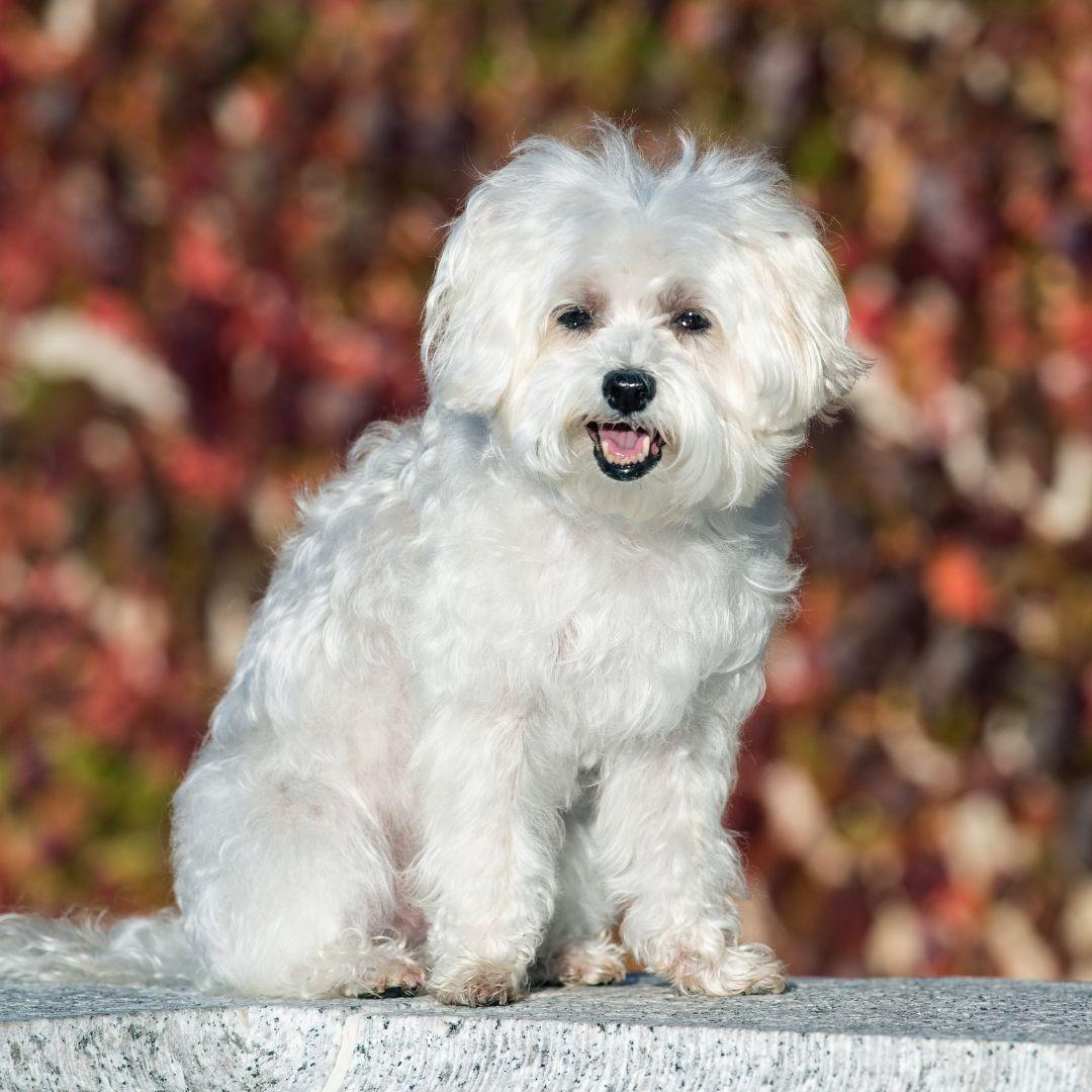 Maltese posing for camera