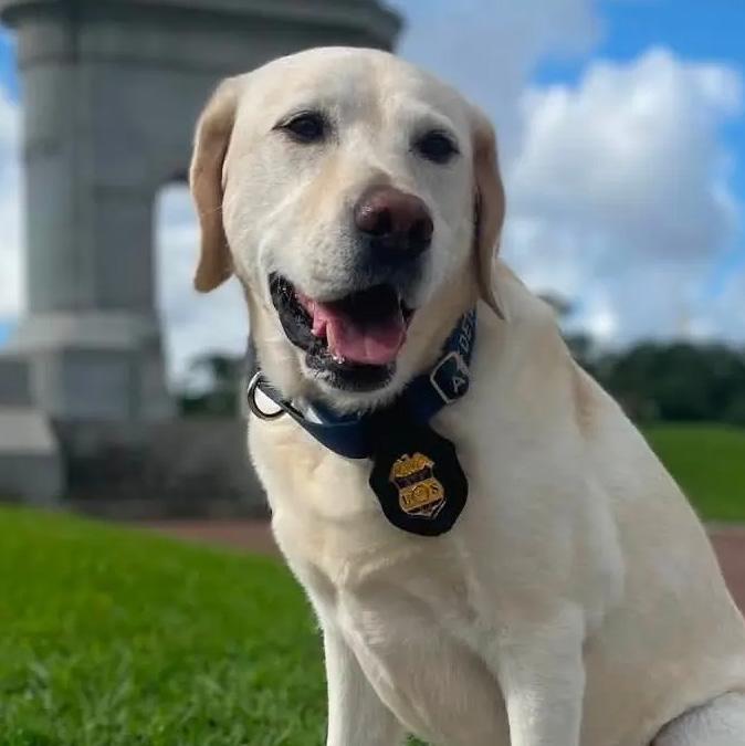 K-9 Lady