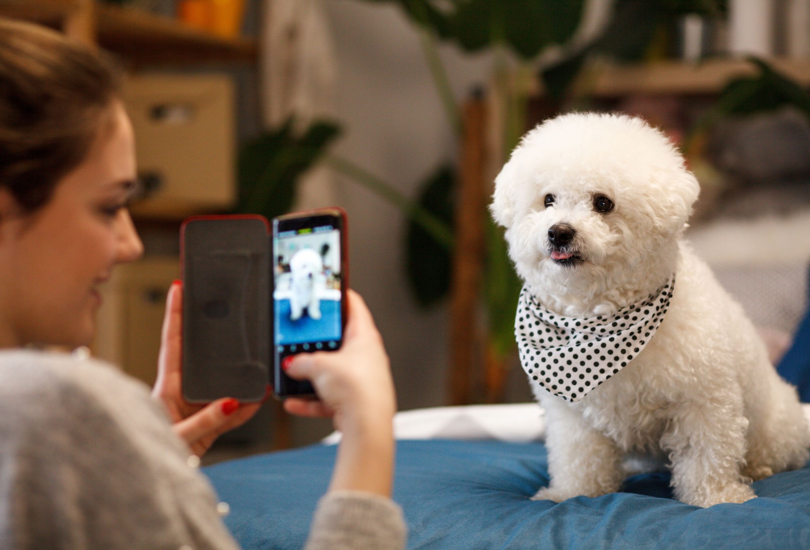 Dog Photo Tips: How to Take the Perfect Photo of Your Pup