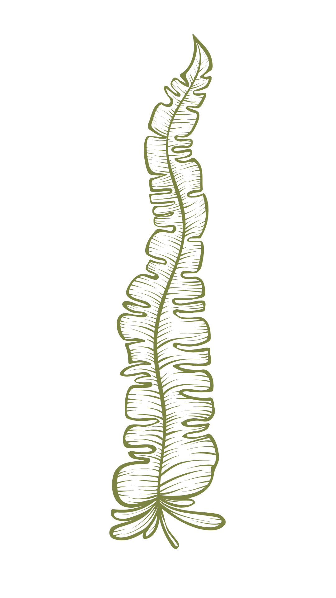 Zelena alga