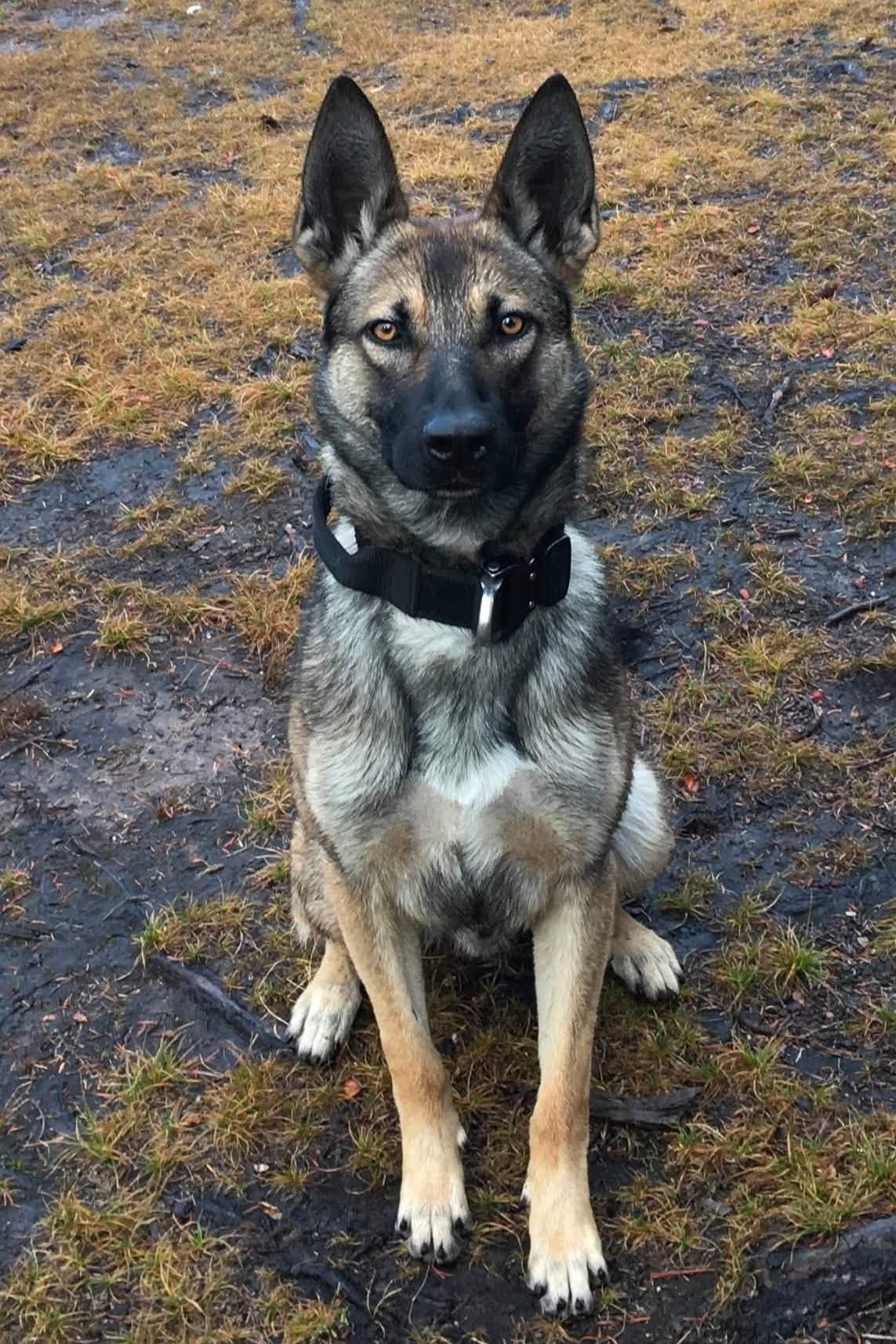 K9 santxo