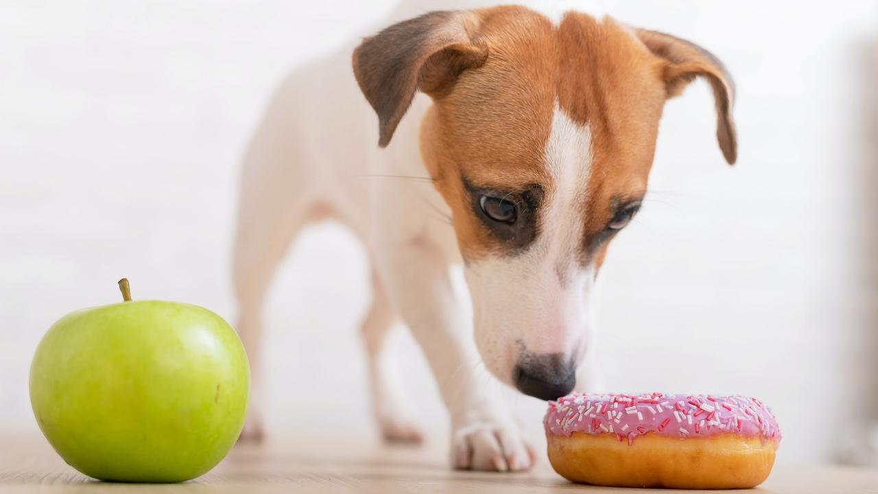 Jack Russell Terrier decides what to eat. Donut and green apple.
