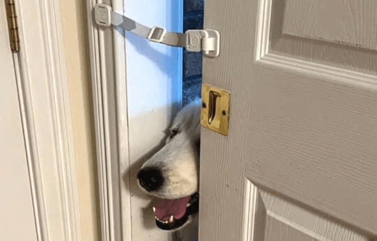 Door Buddy - baby gate with pet door