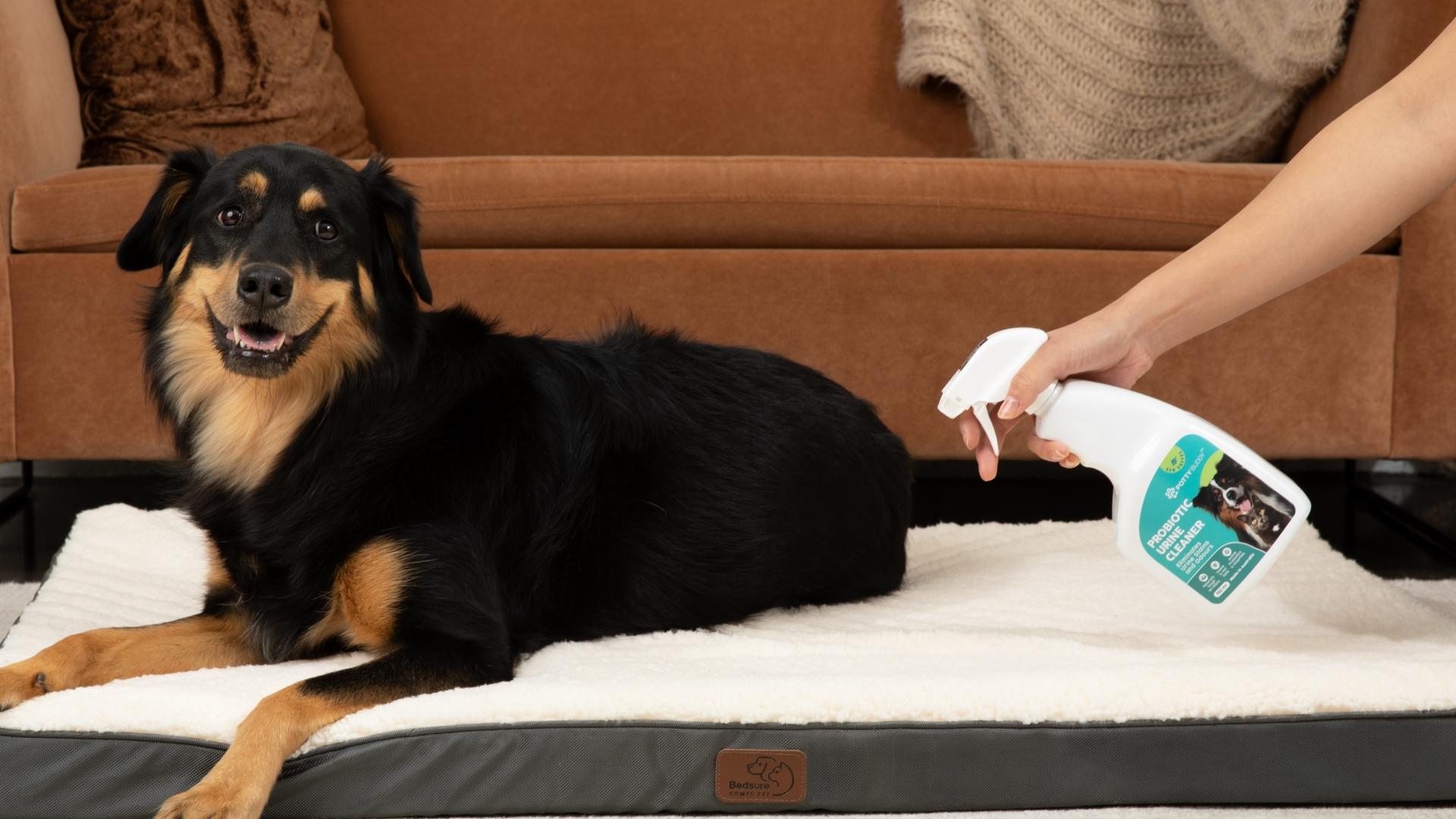 Adorable dog with Potty Buddy Probiotic Urine Cleaner