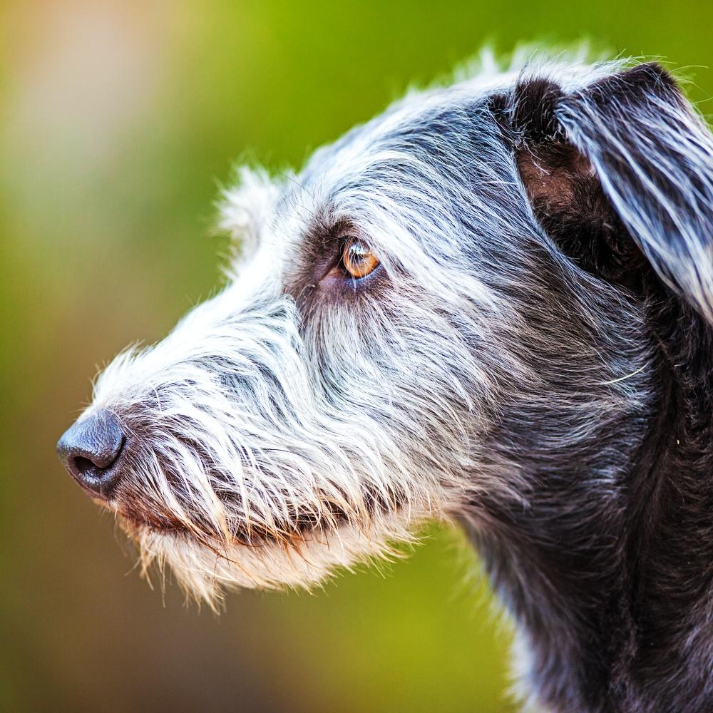 Old dog