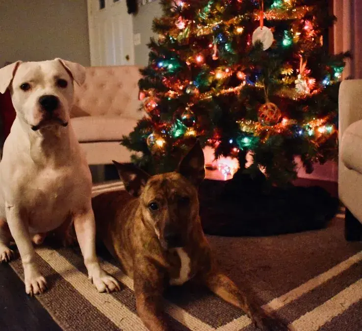 Two dogs sit on a rug in front of a decorated Christmas tree, surrounded by festive ornaments and lights.