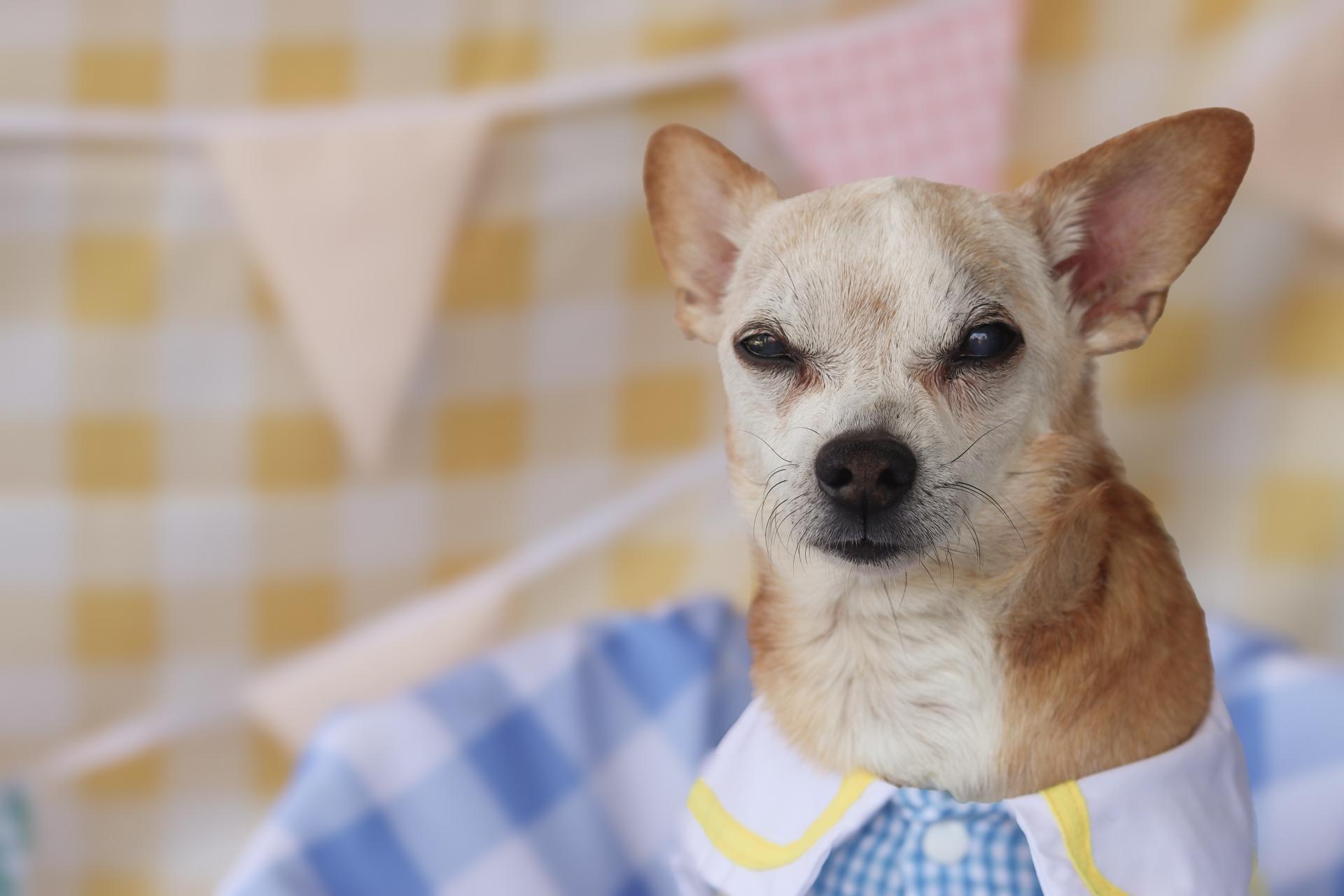 Small reddish brown chihuahua dachshund mix dog wearing blue gingham shirt with white sailor collar sits in front of pastel gingham background