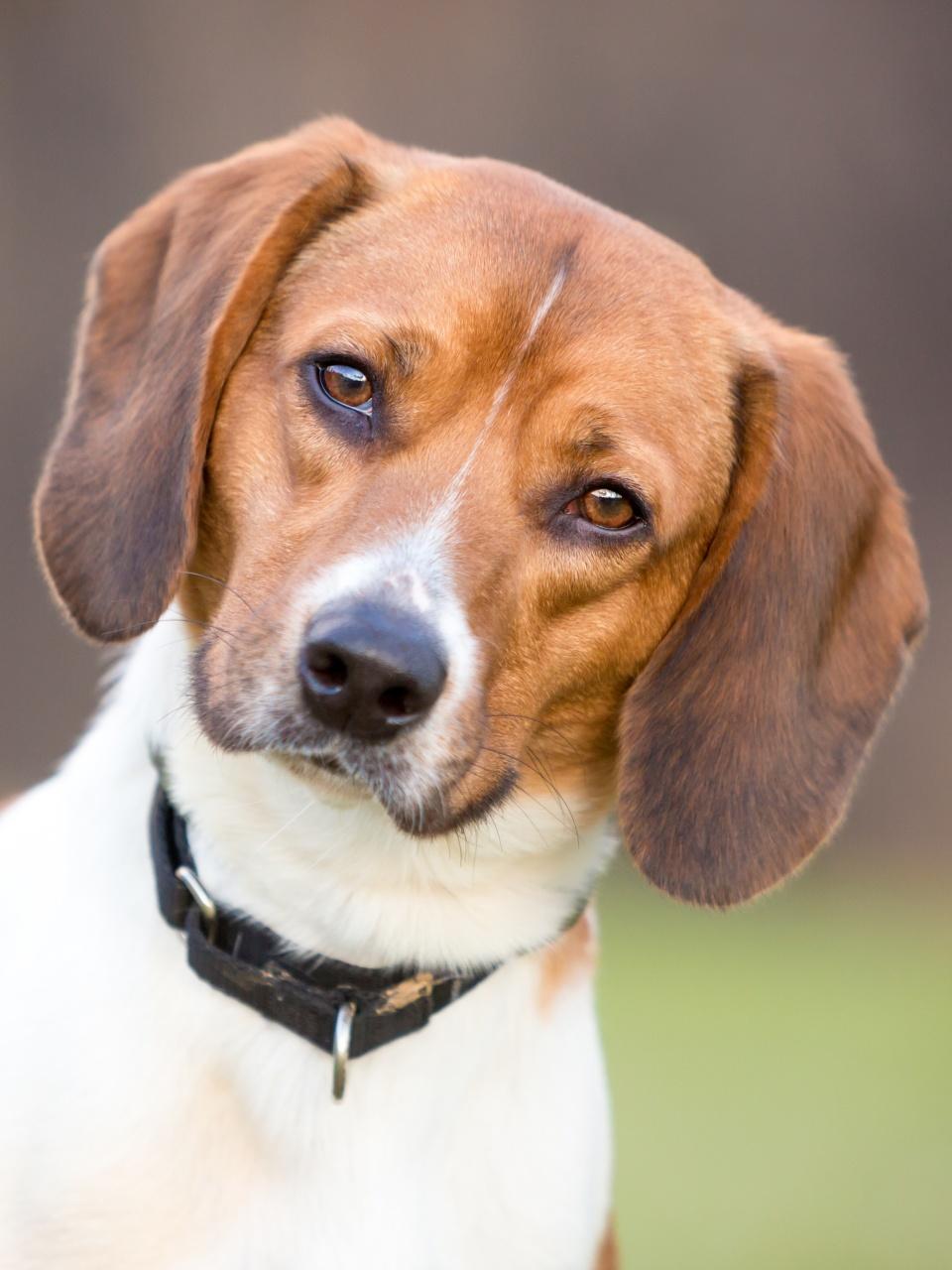Seven year old Cavapoo laying on the grass with his stick and a curious head tilt very handsome