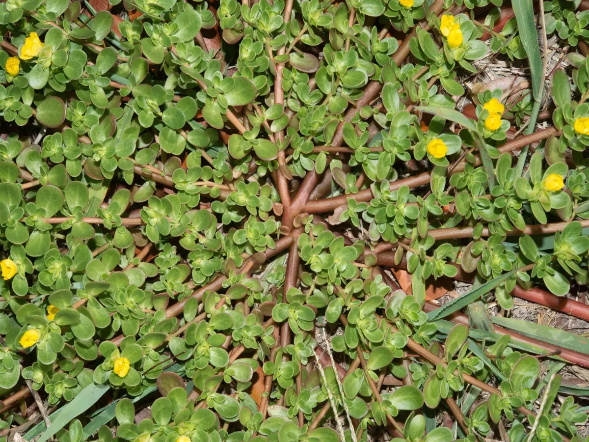 common-purslane