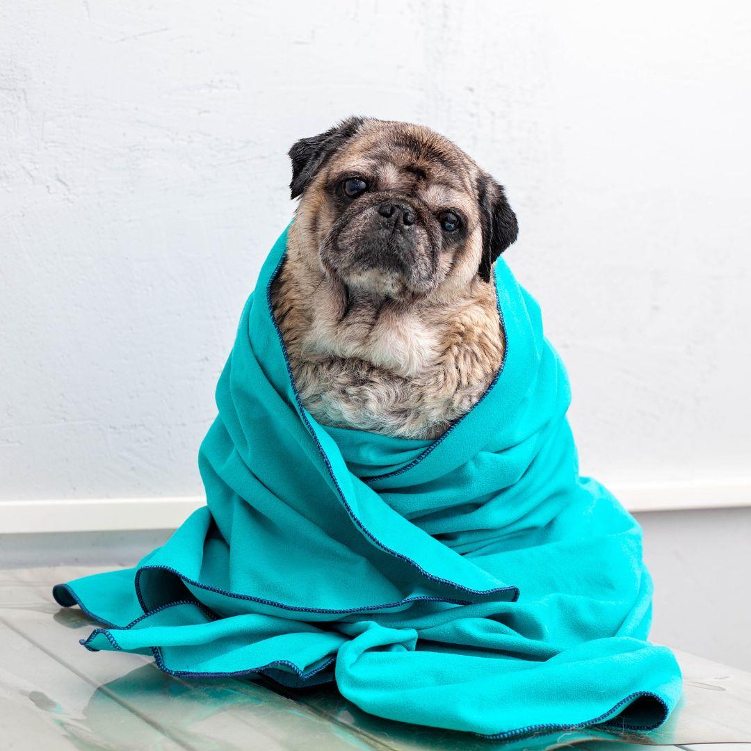 Pug wrapped in towel