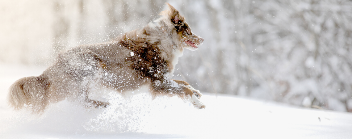 DOG PLAYING IN THE SNOW