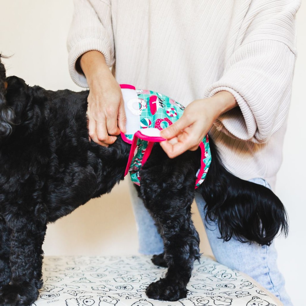 Woman putting a reusable diaper on a dog