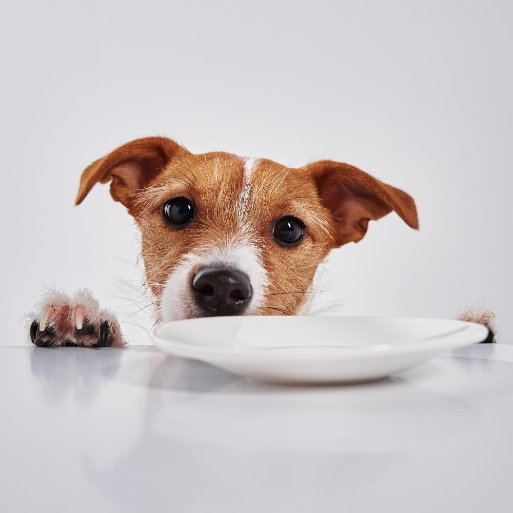 dog with empty plate on table