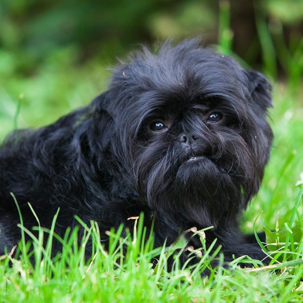 Affenpinscher dog