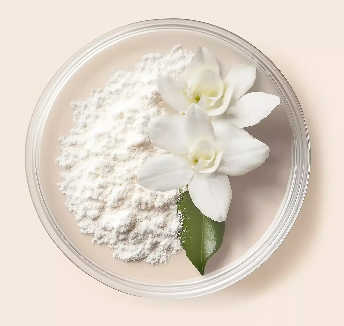arabian jasmine flower with tettapeptide-5 in petri plate