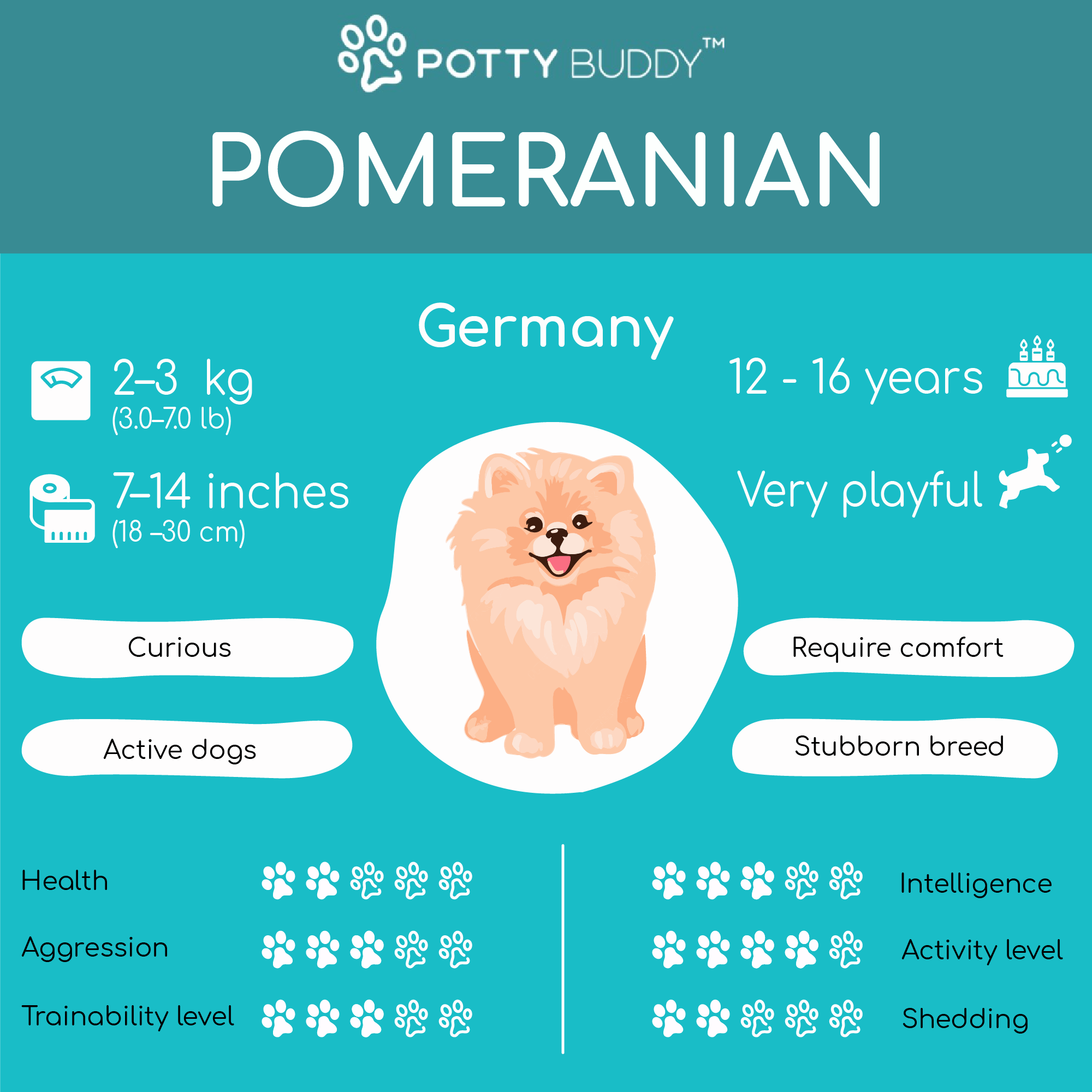 Pomeranian Dog Breed Info Temperament Traits Potty Buddy