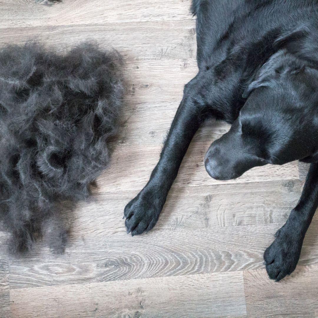 Black labrador next to pile of shedded dog fur