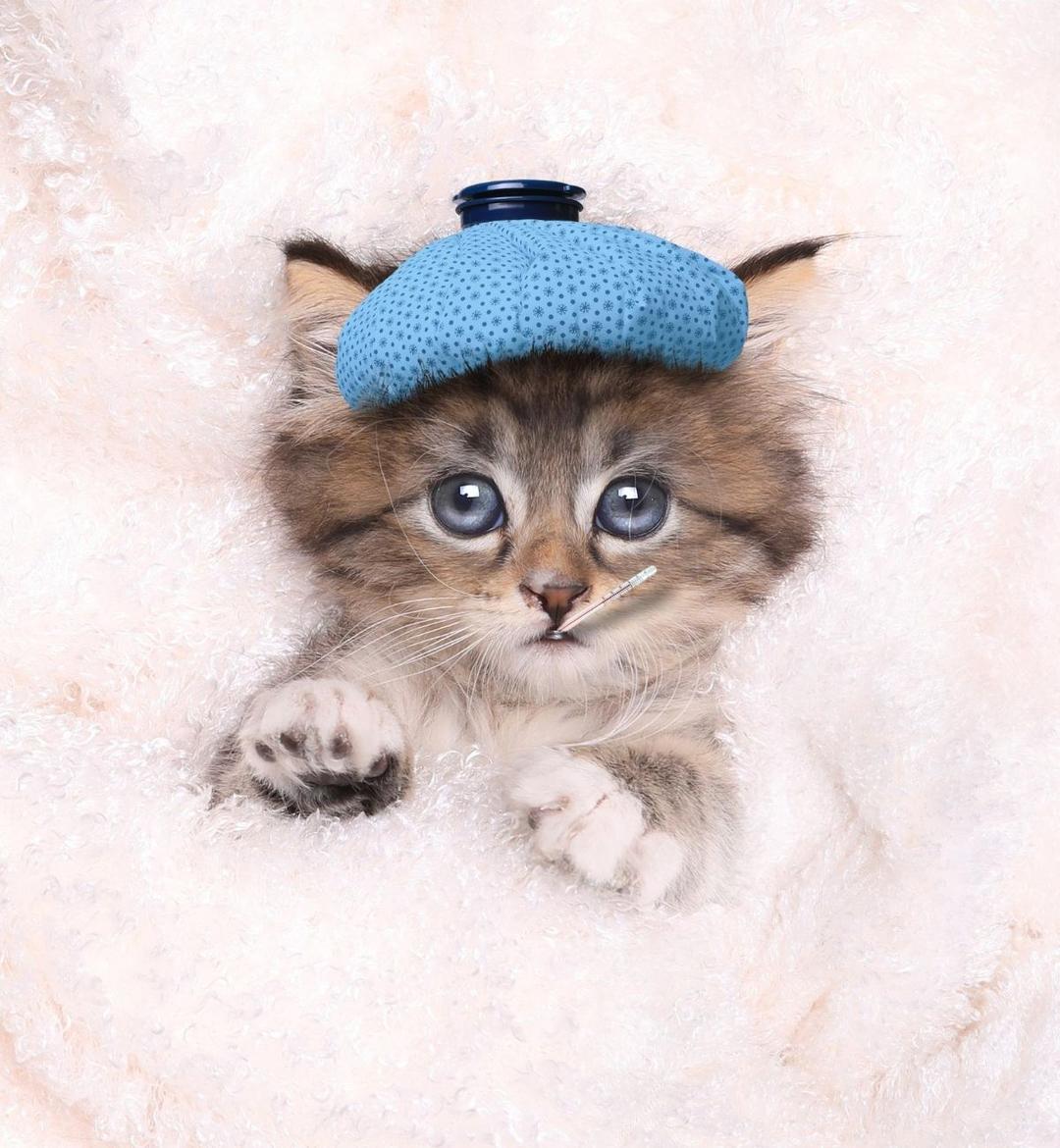 Blog image - common diseases in cats