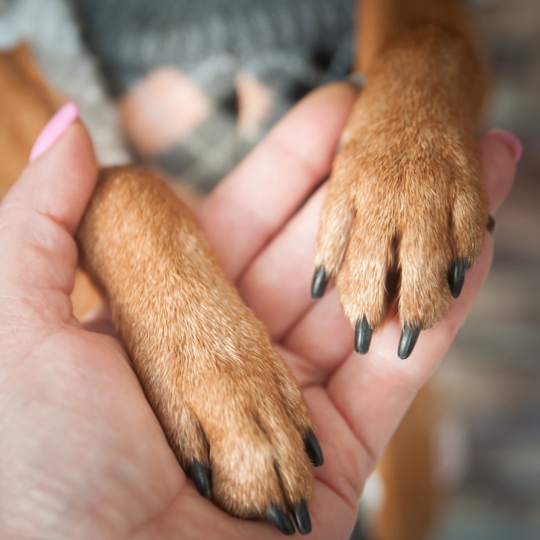 Close up of a dog's paws