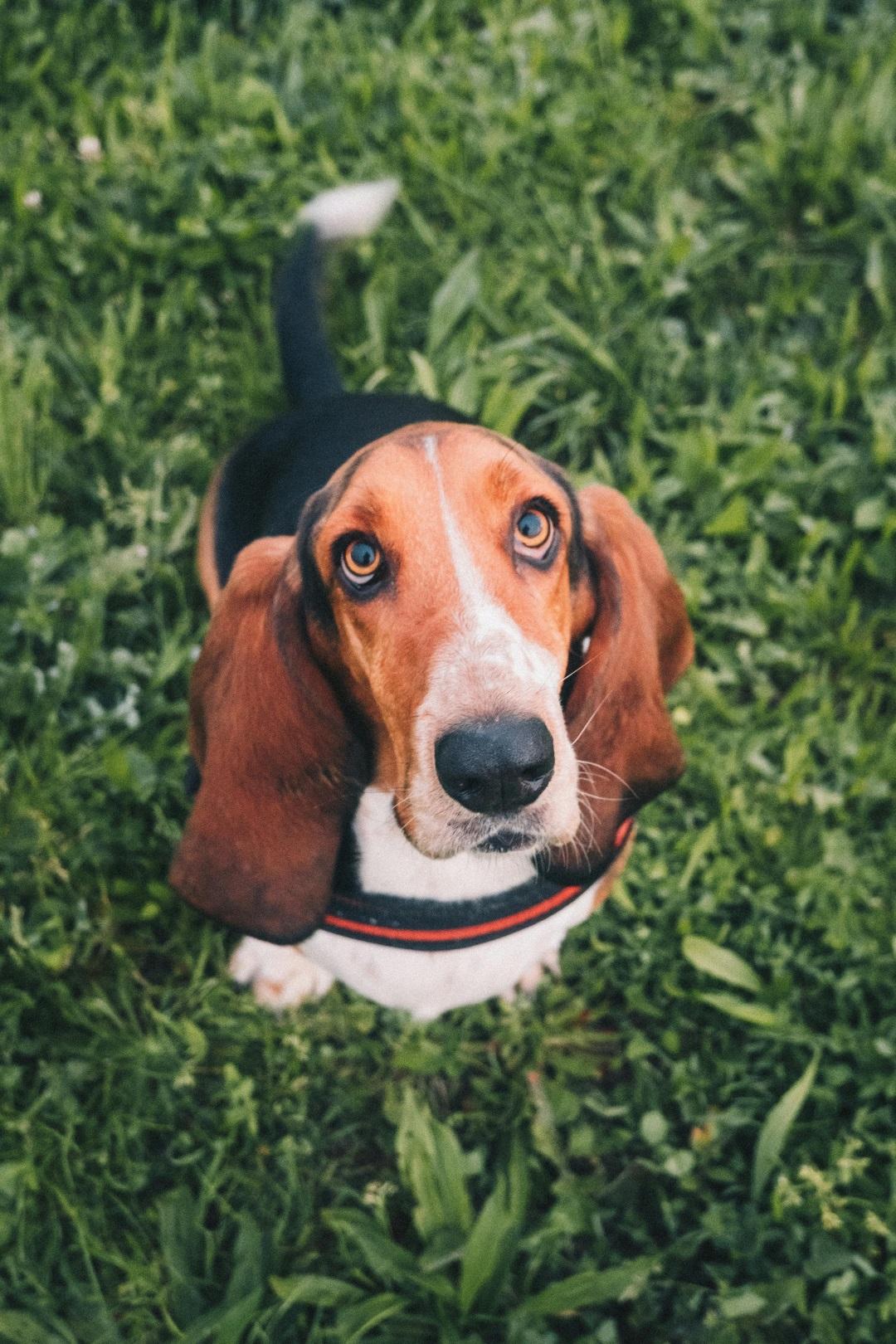 Basset Hound dog