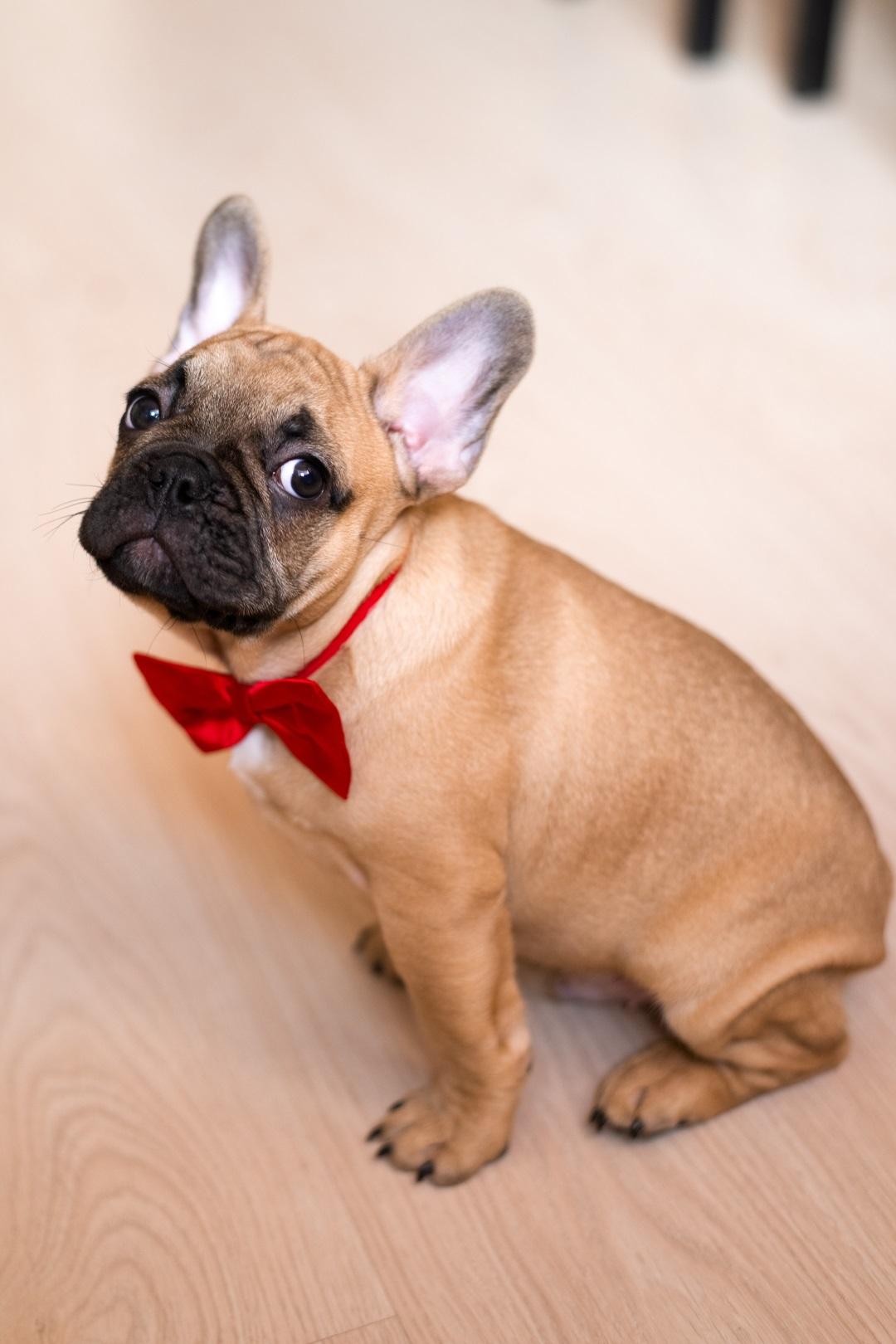 a French Bulldog puppy sitting on floor at home, wearing red bow tie