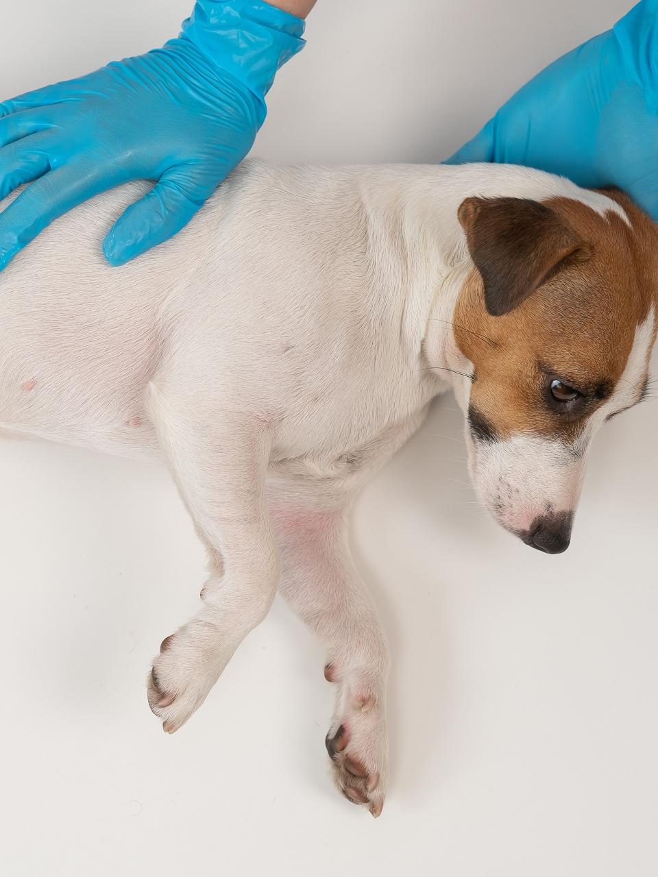 A veterinarian examines a Jack Russell Terrier dog