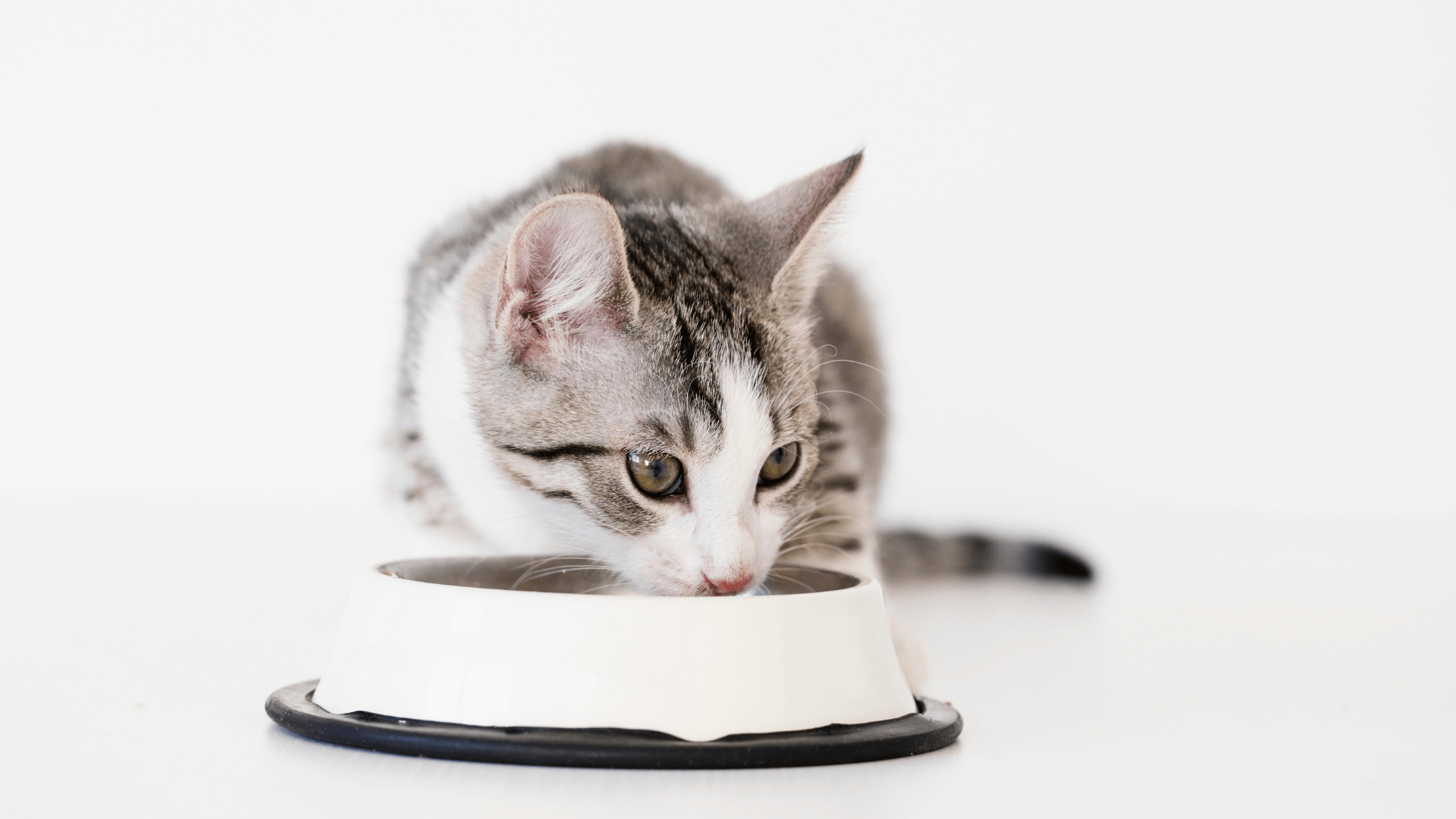 Door Buddy Blog - Probiotics for Kittens