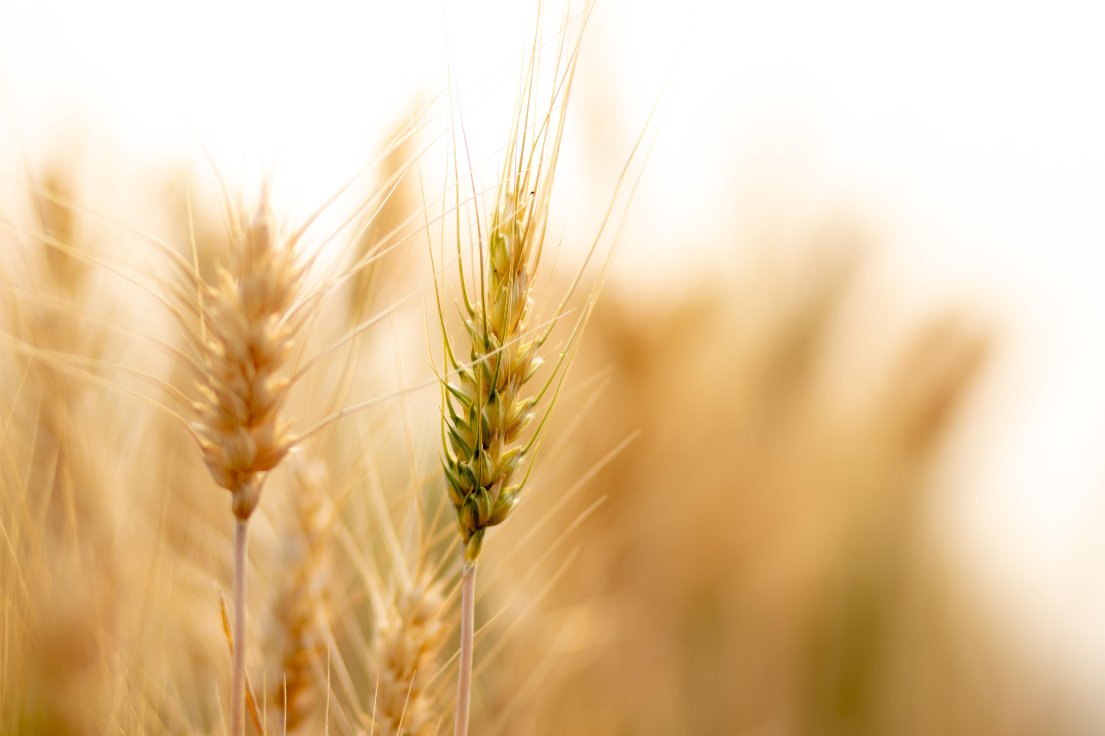 Wheat