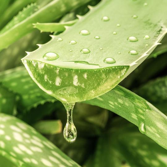 Close-up of a sliced aloe vera leaf with water droplets and a gel-like drop falling from the cut edge.