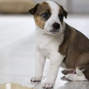 Why Is My Dog Peeing A Lot?