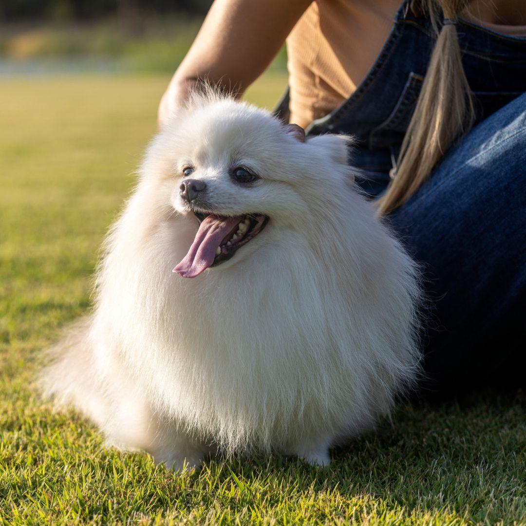 A white Japanese Spitz dog sit near owner on the lawn