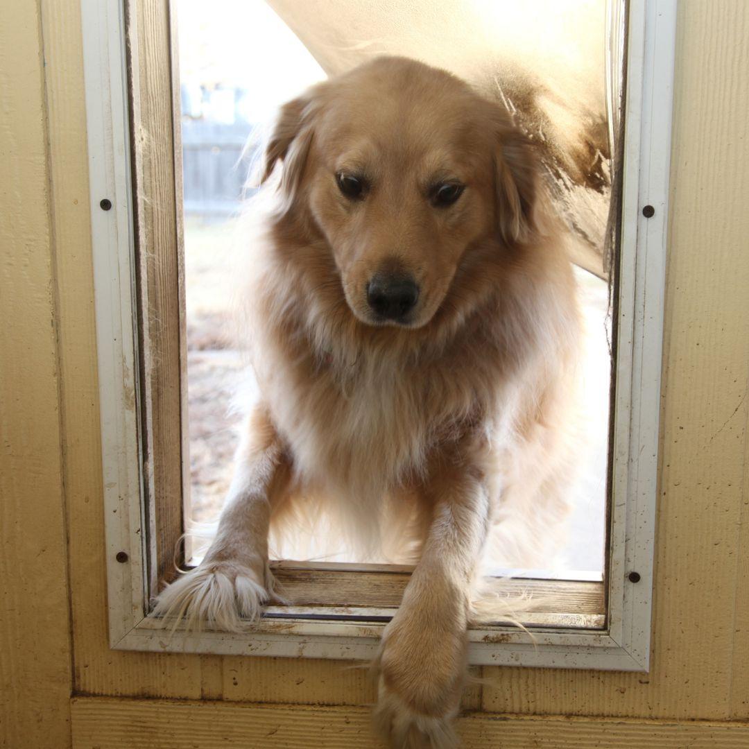 Doggie Door