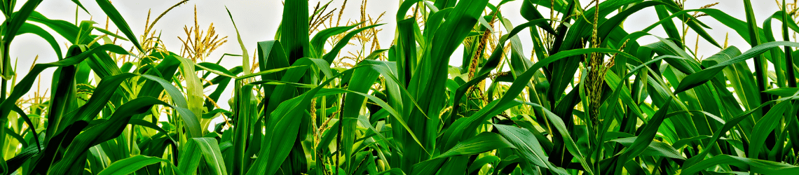 Teraganix missouri agtech research center corn case study ag1000